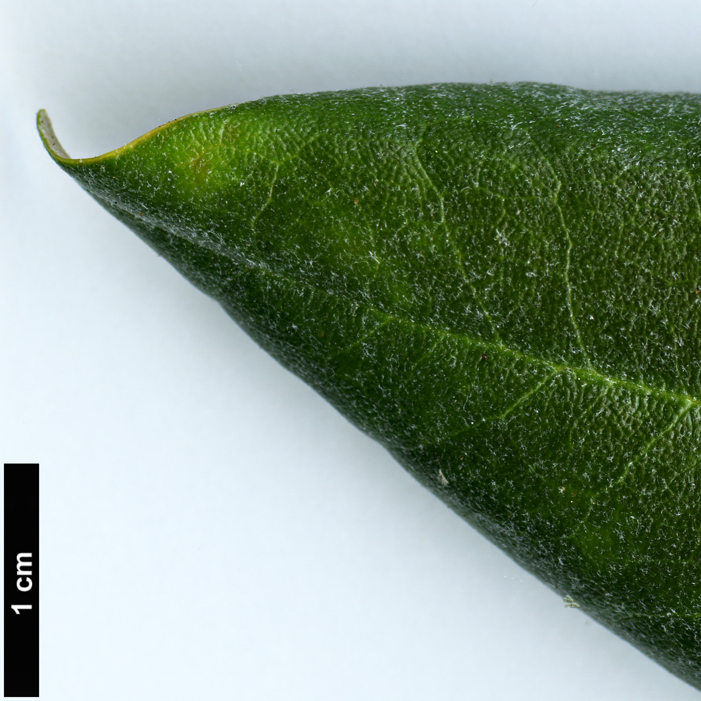 High resolution image: Family: Ericaceae - Genus: Rhododendron - Taxon: degronianum - SpeciesSub: subsp. heptamerum var. kyomaruense High resolution image: Family: Ericaceae - Genus: Rhododendron - Taxon: degronianum - SpeciesSub: subsp. heptamerum var. kyomaruense